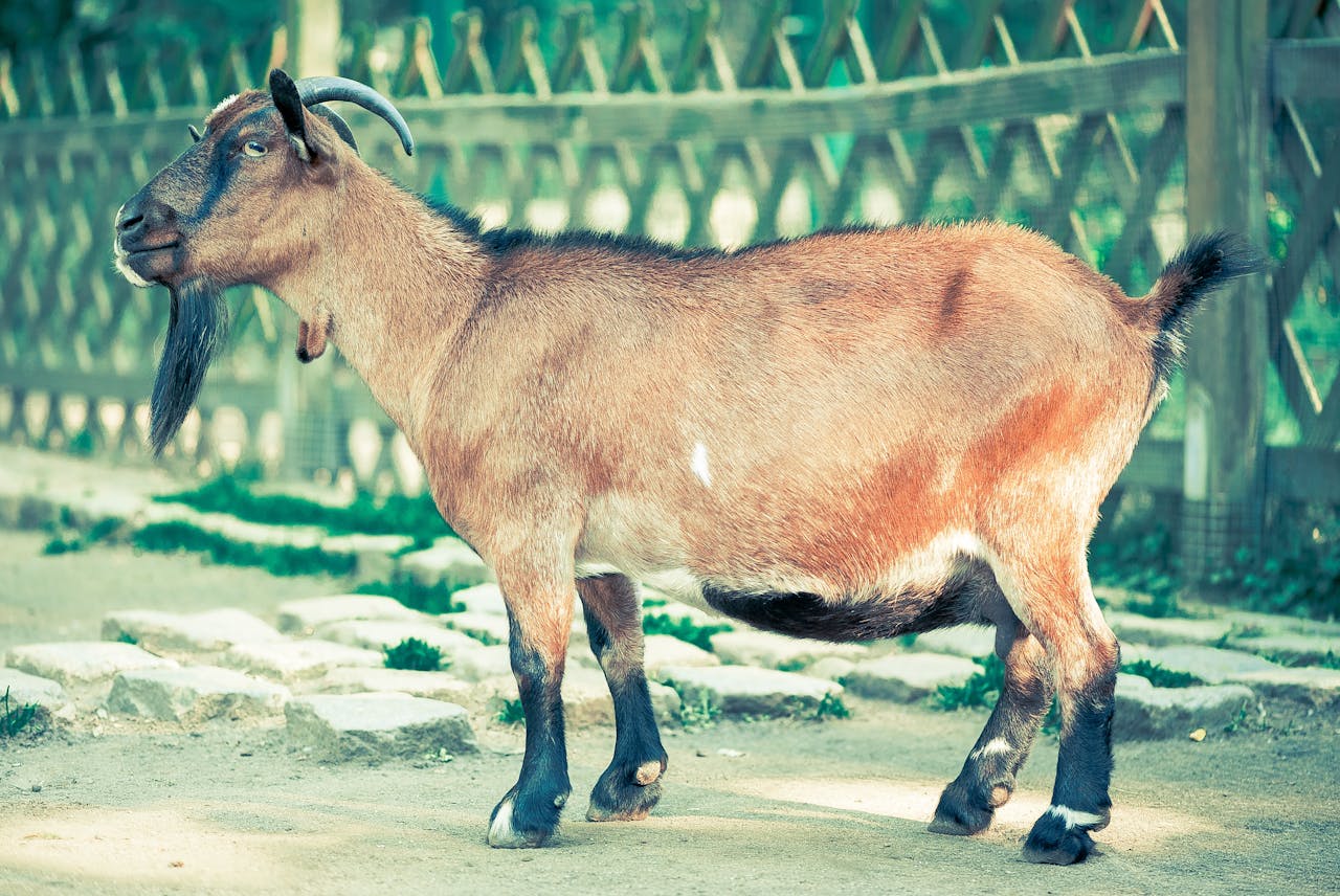 Side view of a brown goat standing in a fenced outdoor area on a sunny day.