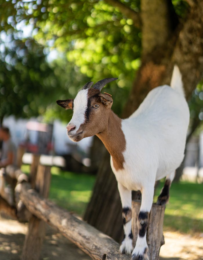 Cute goat standing on a wooden fence in a sunny Belgian countryside.