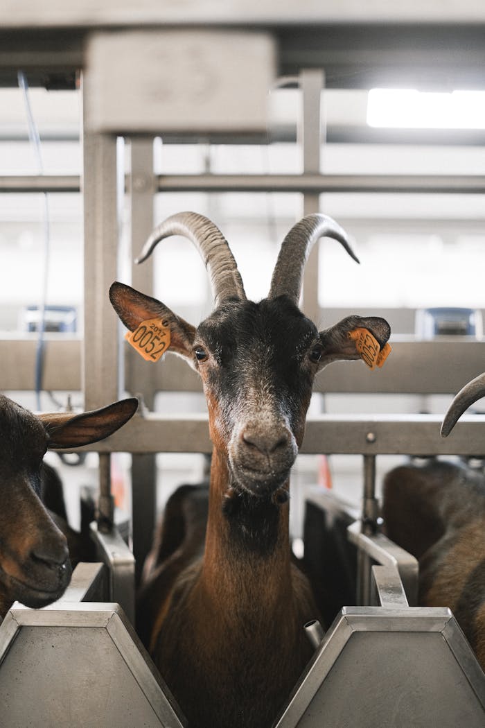 A brown goat with tagged ears stands in a livestock stable, captured in a vertical format.